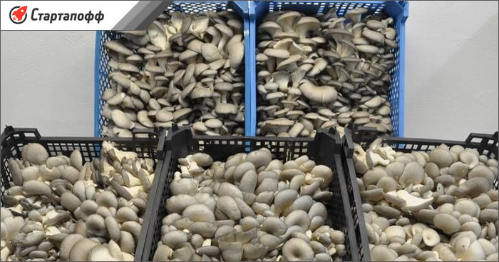 Как продать грибы