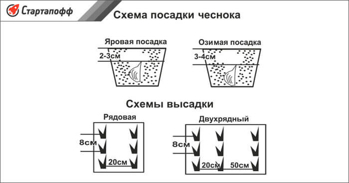 Изображение - Выращивание чеснока как бизнес shema-posadki-chesnoka