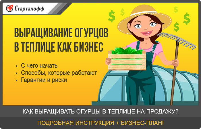 Изображение - Выращивание огурцов в теплице из поликарбоната как бизнес vyraschivanie-ogurtsov-v-teplitse-kak-biznes
