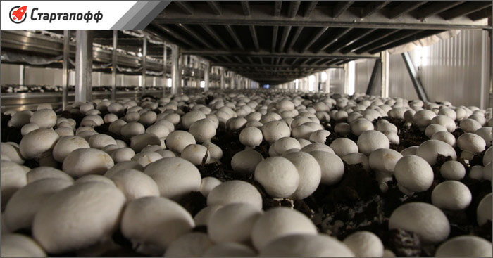 Выбор правильного места для выращивания грибов