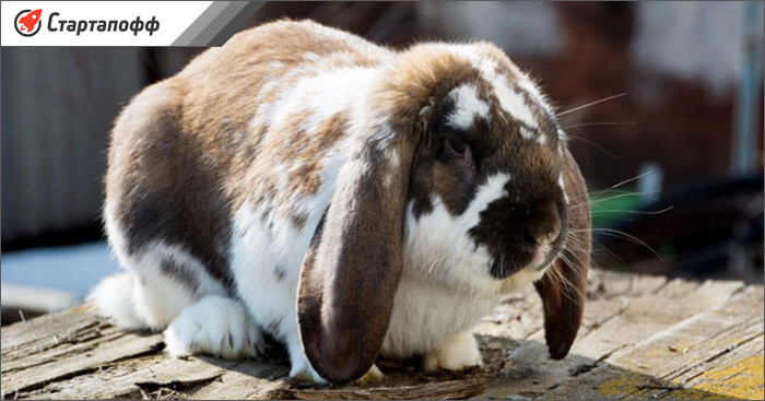 Кролик породы баран подходящий для разведения